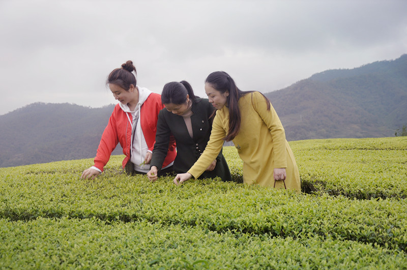 暑假茶道培训班去哪里好? 2025年